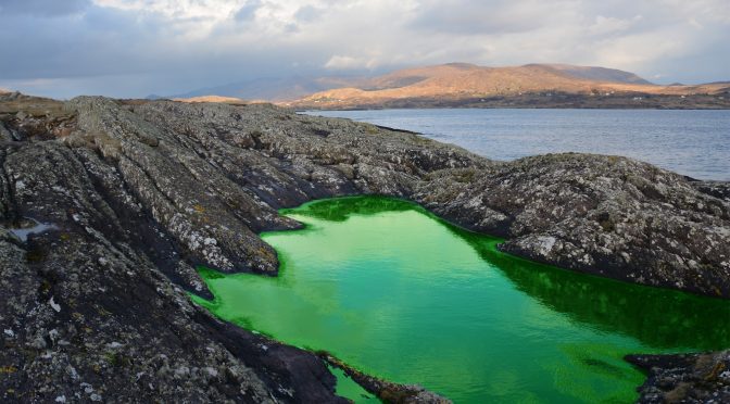 Wir färben einen Rockpool